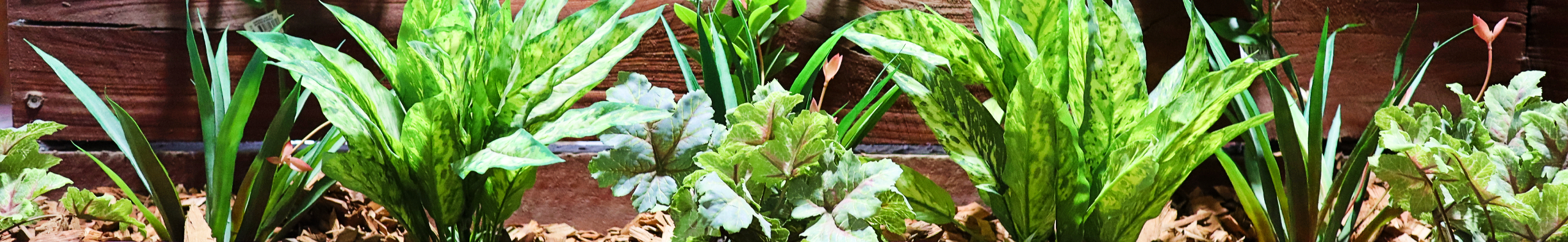 Outdoor Plants
